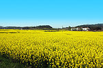 油菜花
