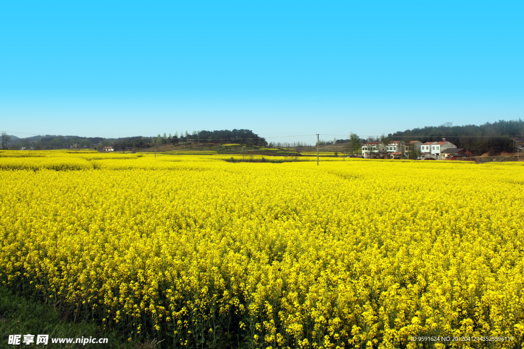 油菜花