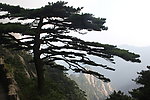松树景观