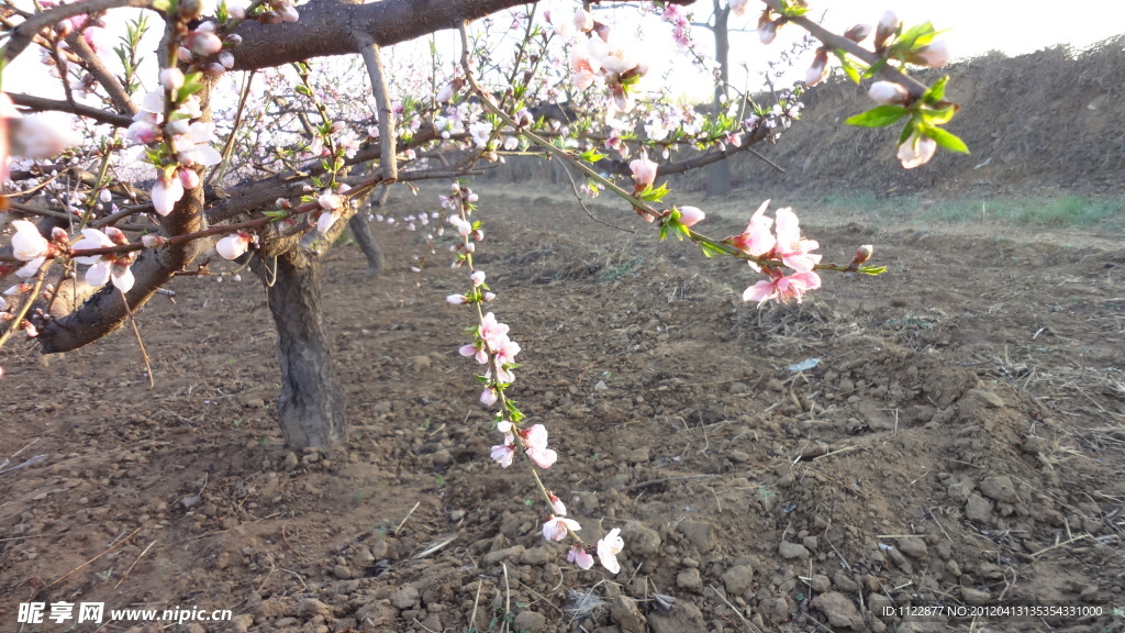 桃花