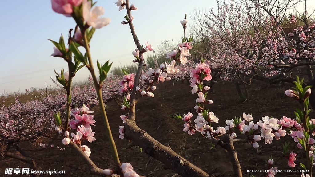 桃花