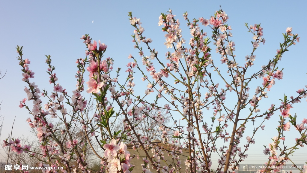 桃花