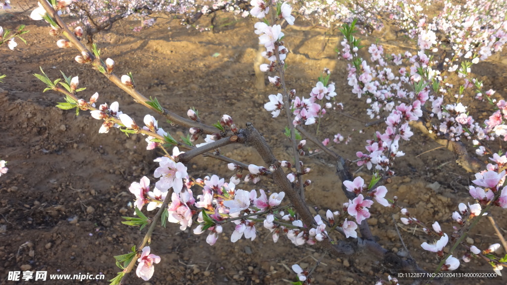 桃花