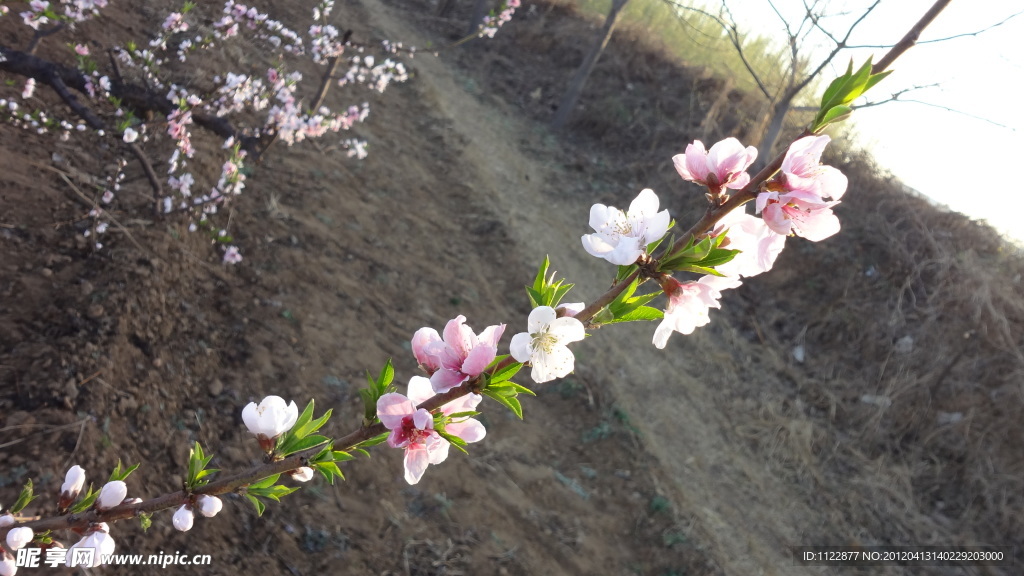 桃花