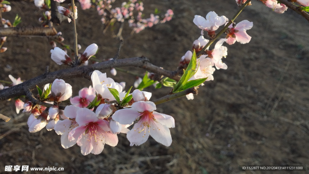 桃花