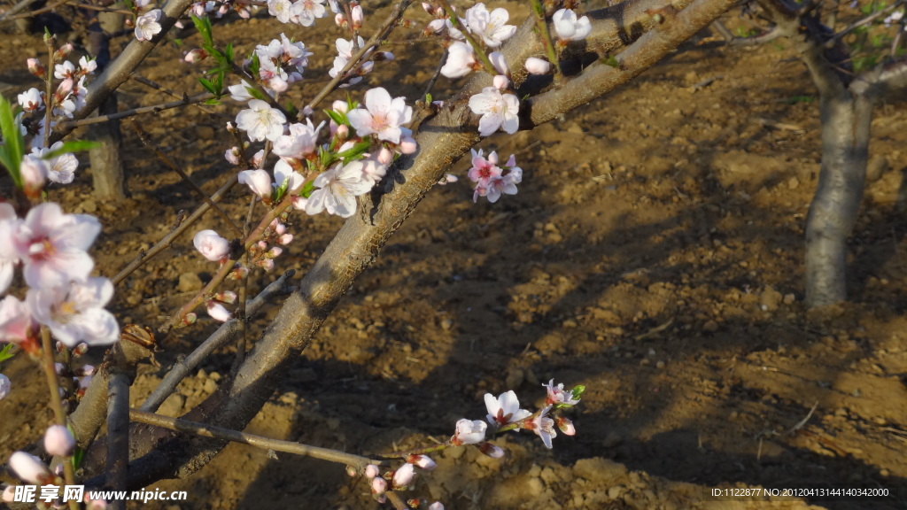 桃花