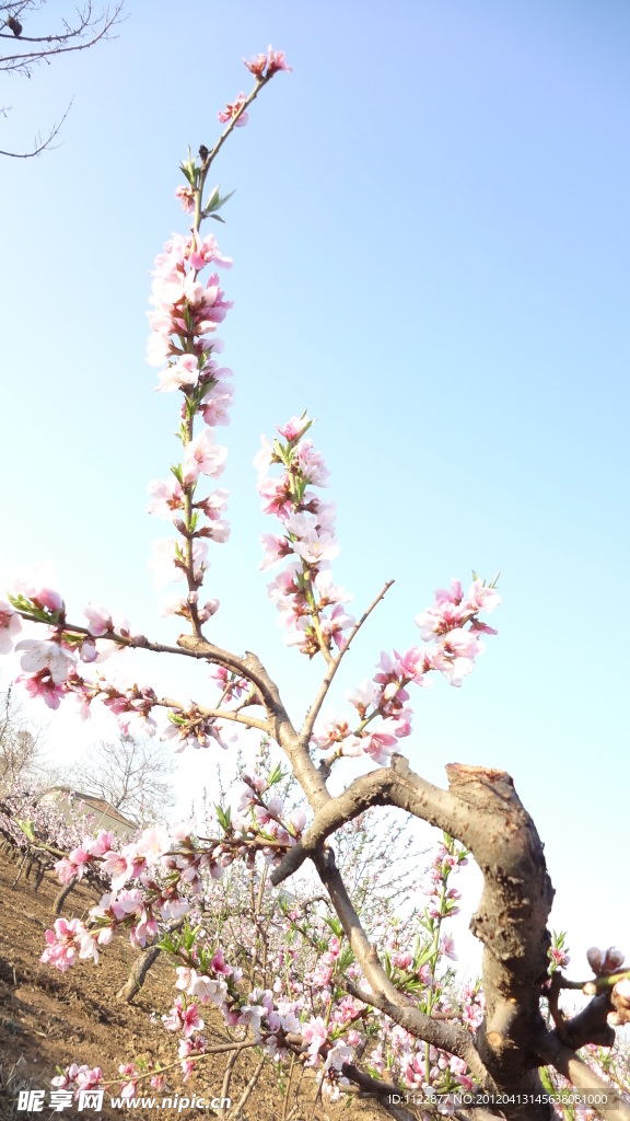 桃花