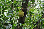 大树菠萝