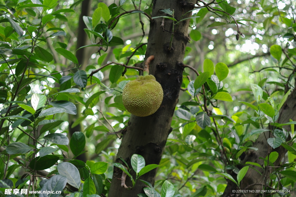 大树菠萝