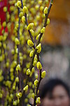 花街桃花枝