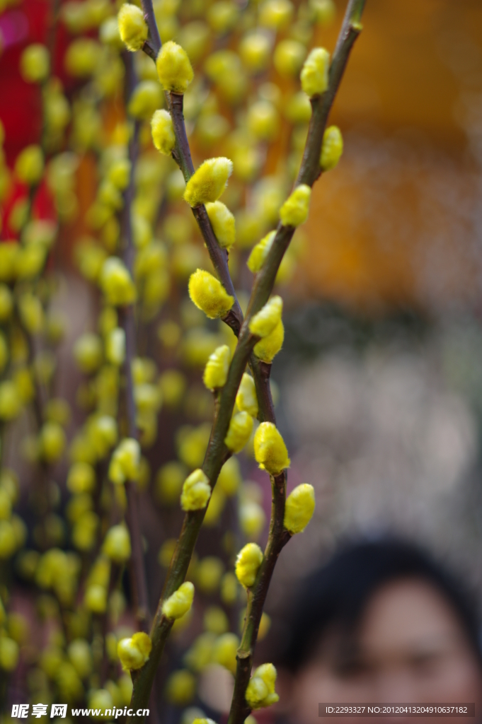 花街桃花枝