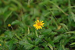 小野菊