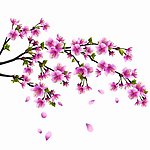 春天的樱花矢量