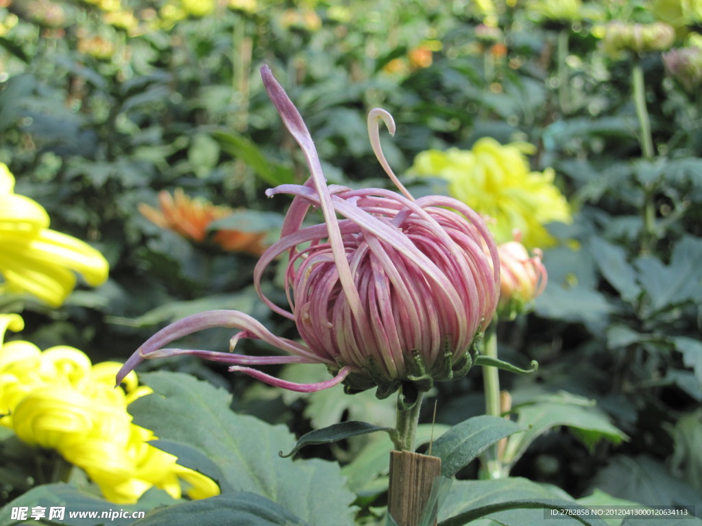 菊花