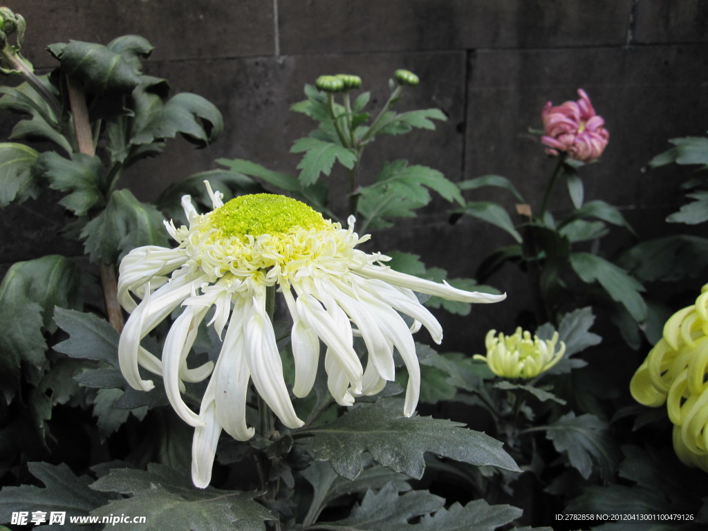 菊花