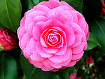 茶花