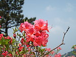 杜鹃花