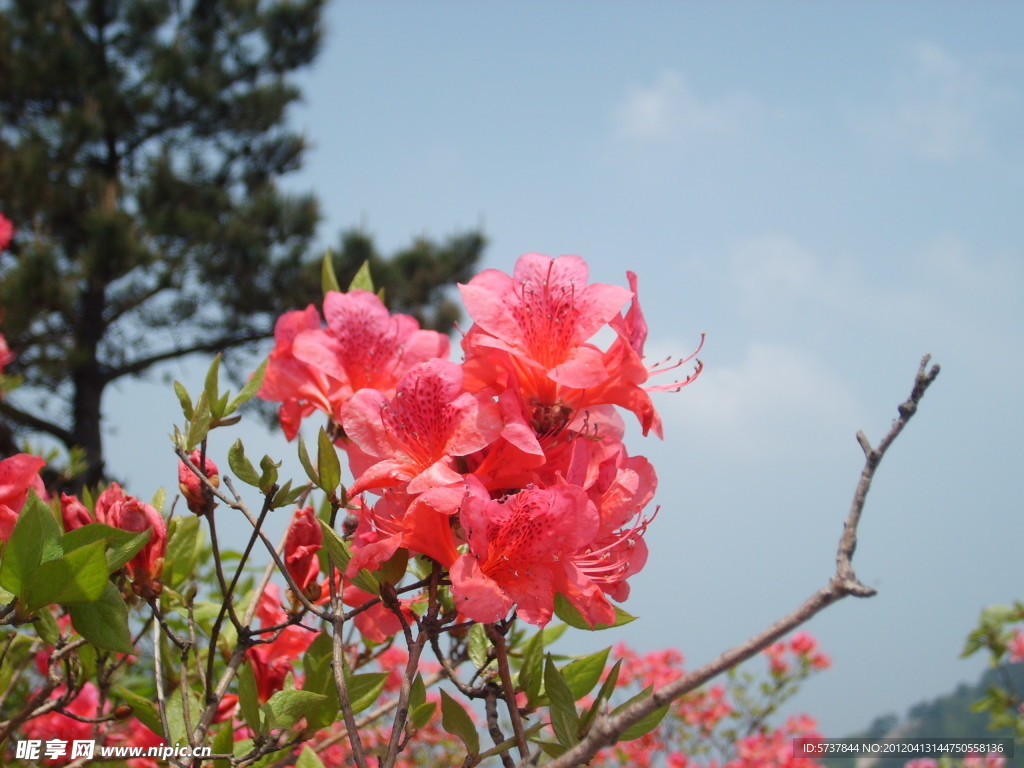 杜鹃花