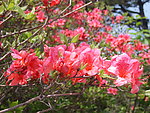 杜鹃花