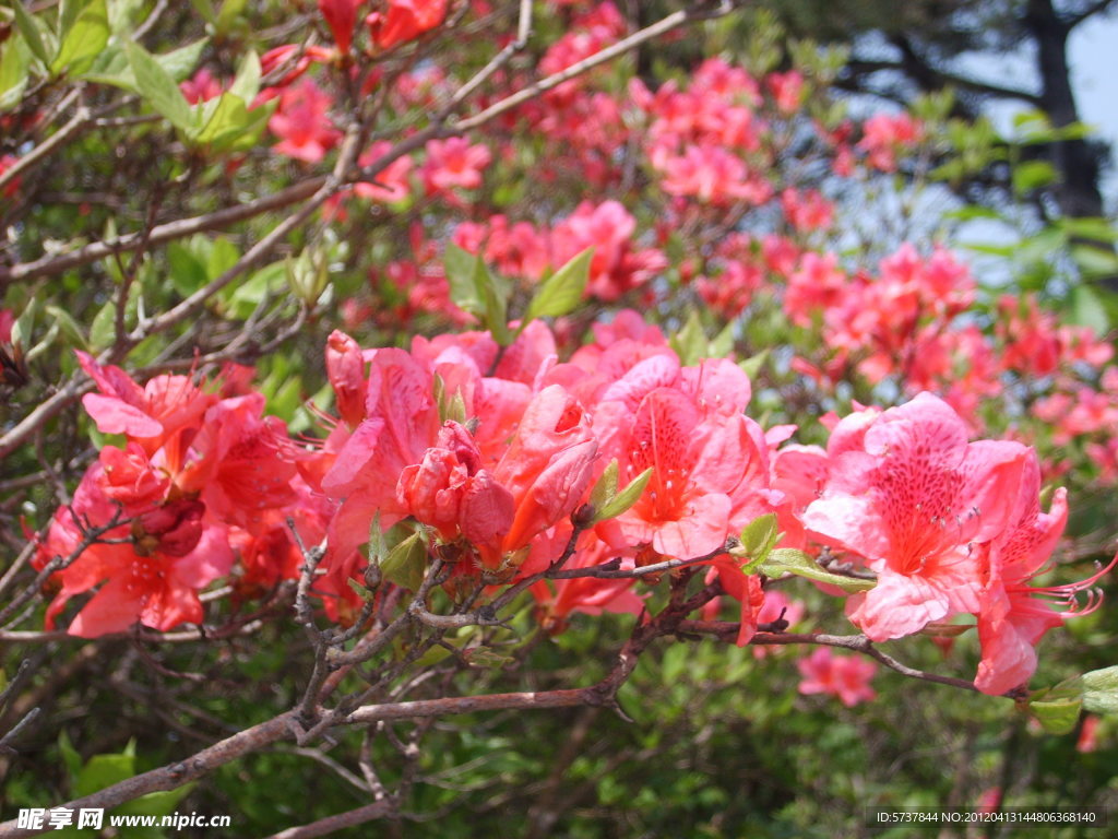 杜鹃花