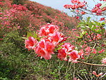 杜鹃花