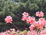 杜鹃花