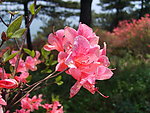杜鹃花