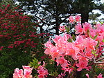 杜鹃花