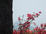杜鹃花