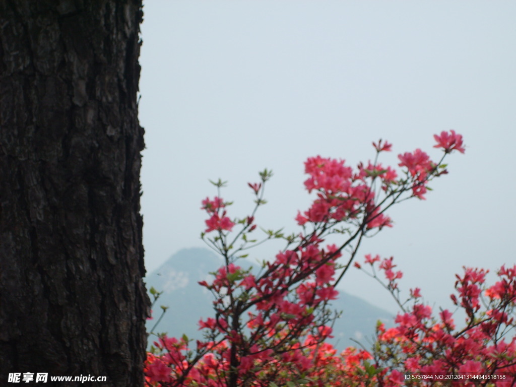 杜鹃花