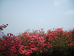 杜鹃花