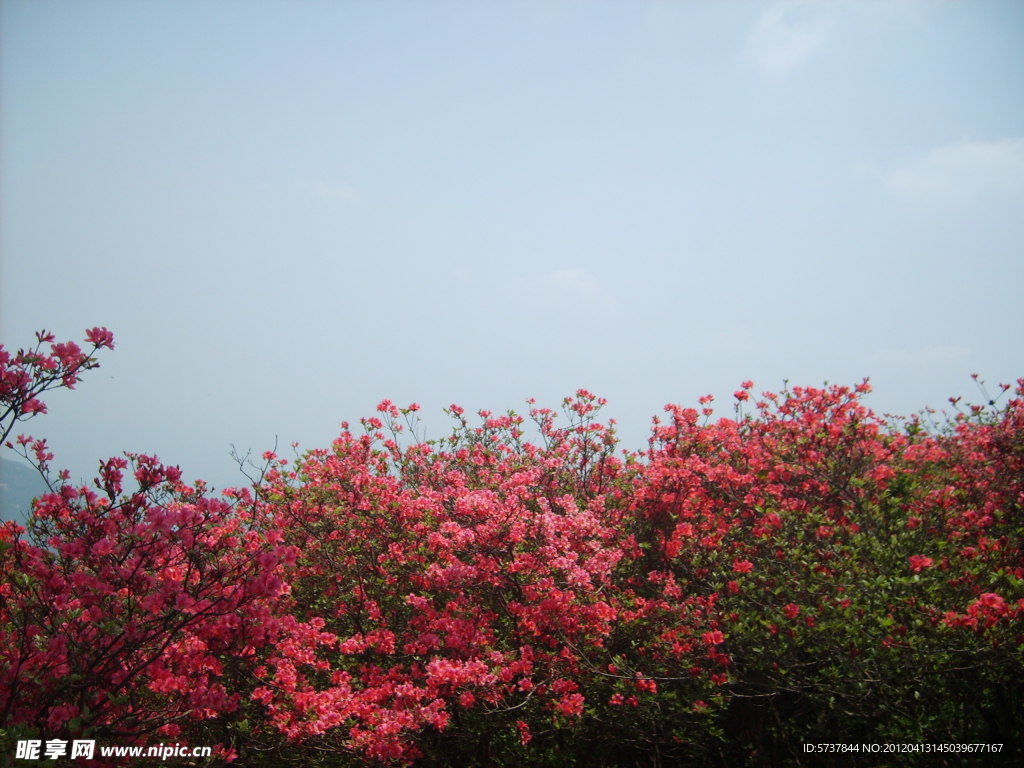 杜鹃花