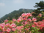 杜鹃花