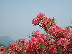 杜鹃花