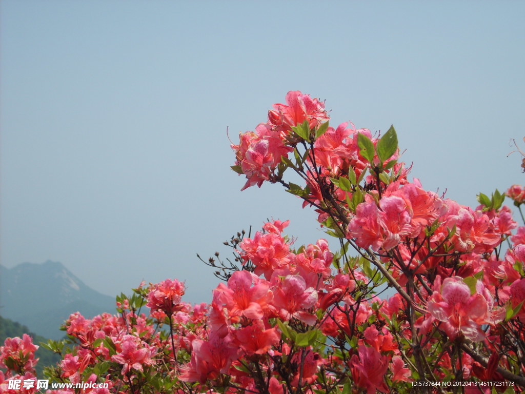 杜鹃花