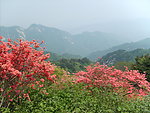 杜鹃花