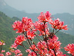 杜鹃花