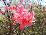 杜鹃花