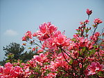 杜鹃花