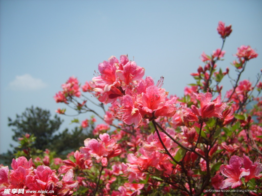 杜鹃花