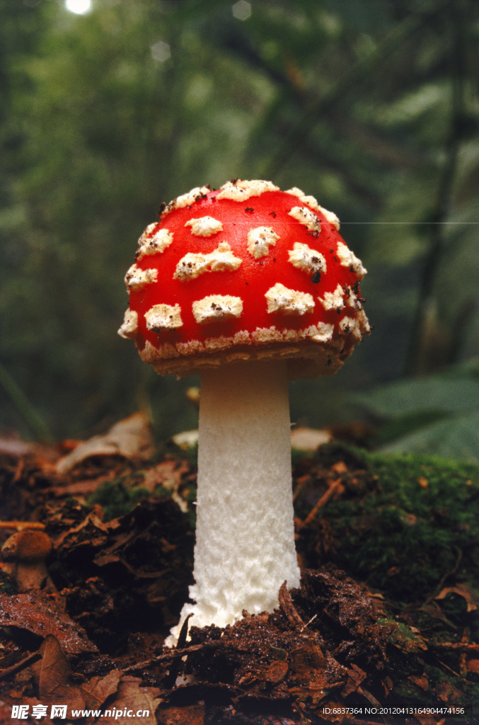 蘑菇 彩色