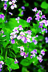 诸葛菜 二月兰