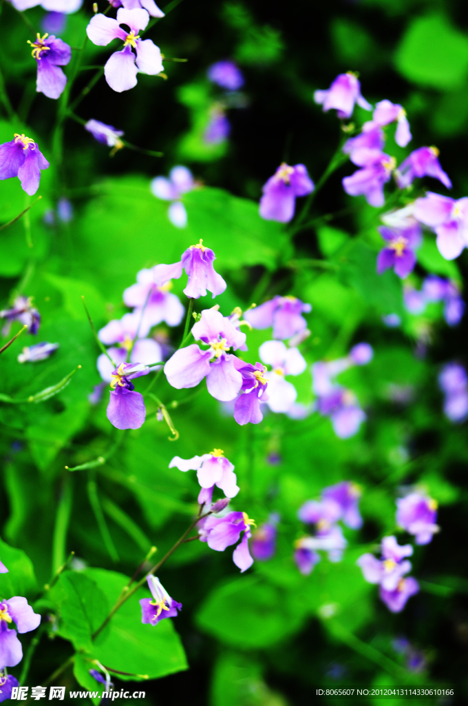 诸葛菜 二月兰
