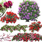 红色类 鲜花素材 红色鲜花
