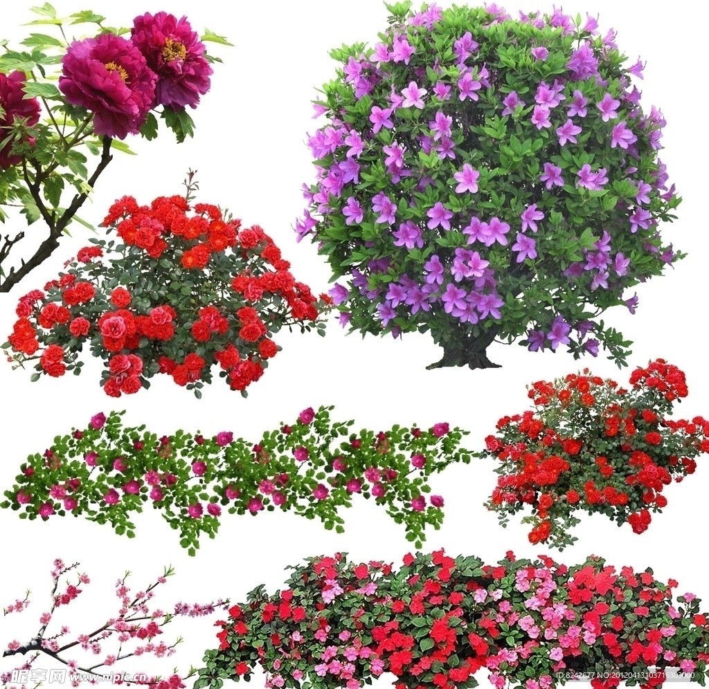 红色类 鲜花素材 红色鲜花