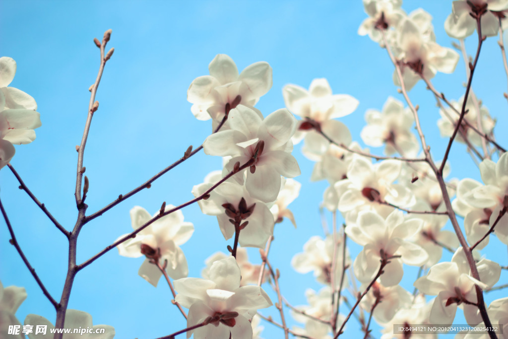 盛开 白玉兰花