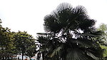 棕榈树