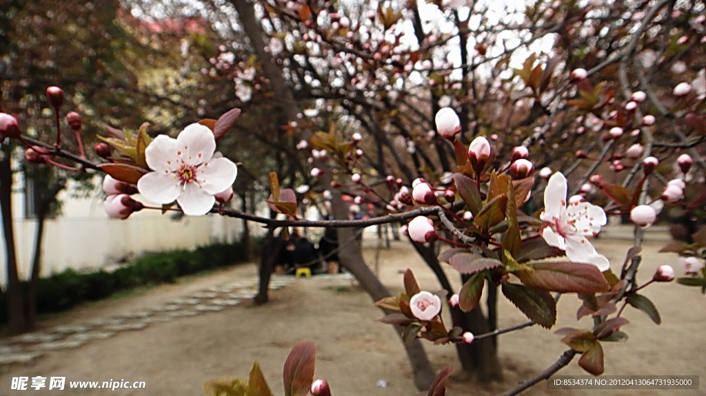 桃花
