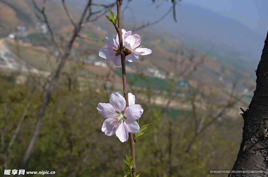 桃花