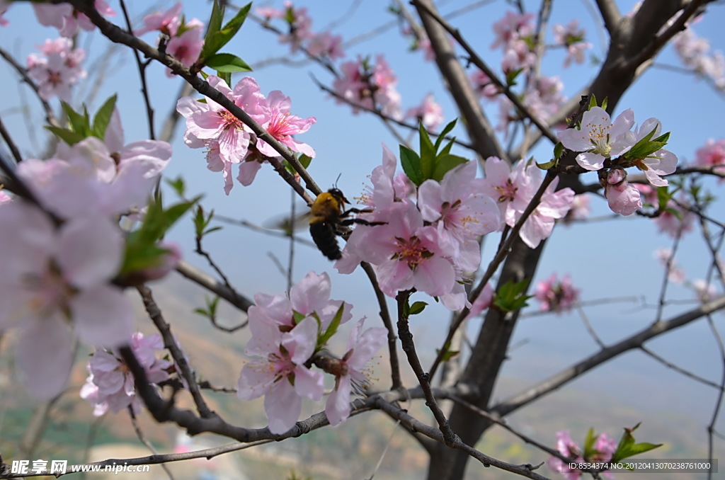 桃花